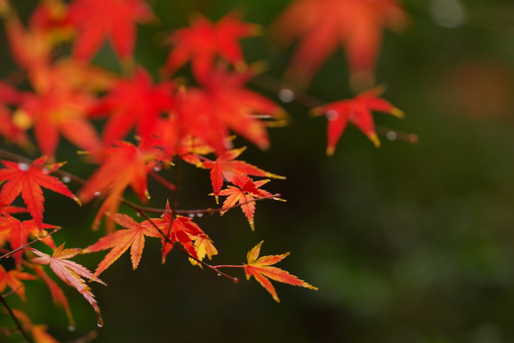 清水町貴船神社、紅葉が見頃です。