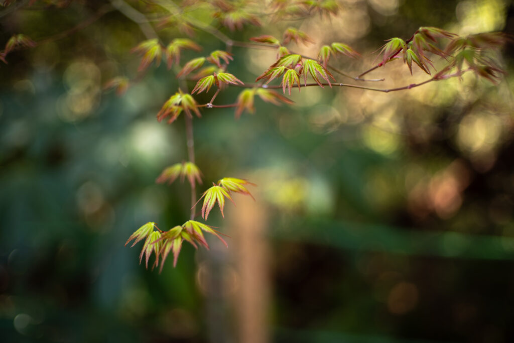 いろはもみじの新芽